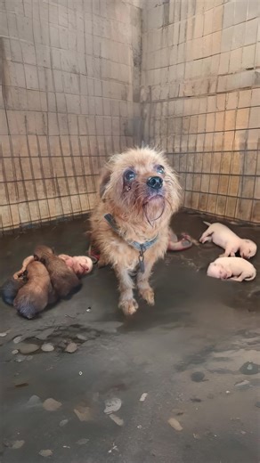 13K views · 277 reactions | Her tear-filled eyes said it all: “Please… help my babies.” She was breaking inside, fighting to keep her newborns alive .  Find out what happened next in the first comment  #DogRescueStory #TearsToJoy #BeforeAndAfterRescue #SavingStrays #LoveIsRescue #PawItForward #DogsOfHope #RescueJourney | Stories Animals | Facebook