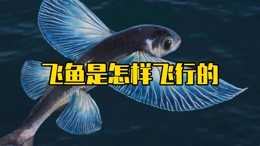 飞鱼是怎样在空中飞行的？