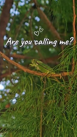 POV: The trees are screaming 🔊 #nature #cicada