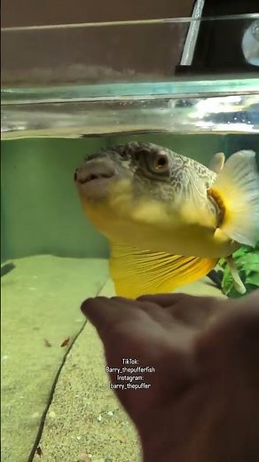 Puffer Fish Feeding 🐡 | Amazing Aquarium Feeding Moments | Fish Eating Compilation #fishlovers