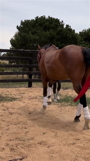 Essential Horse Riding Tips and Tricks for Beginners