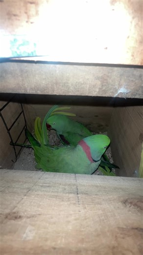 Raw Parrot Breeding: Insights and Tips