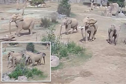 Elephants at San Diego Zoo form ‘alert circle’ to protect youngest calves during earthquake: video