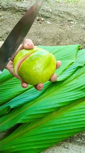 Belah jambu merah 🥰 #jambugetasmerah #jambukristal #nature #farming #food