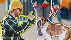 74K views · 1.6K reactions | Training an aggressive dog to be less reactive on the leash is a challenge for all dog owners. Why do dogs get reactive or aggressive on the leash? In this dog training video, Tom Davis breaks down how to work with a leash reactive dog! Join the official No Bad Army- club.upstatecanine.com NO BAD DOG MERCH HERE ► https://www.buynobaddogs.com | Tom Davis Dog Training | Facebook