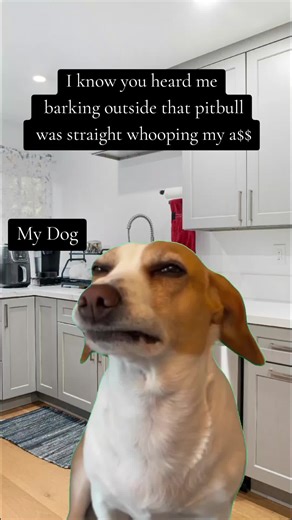 Humorous Dog Barking Moments with My Pitbull