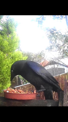 Jackdaws have pale grey eyes and a silver-grey hood round their neck , a group of jackdaws is called a Train, flock or a Clattering #jackdaw #corvid #birdvideo #birdfeeding
