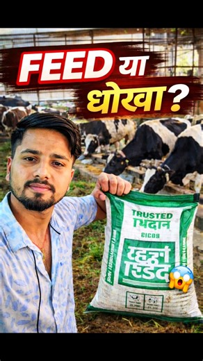FEED या धोखा? 😡 Dairy Farming Reality #dairyfarming #cowfeed #hfcow #shortvideo