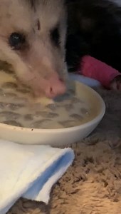 2.3K views · 426 reactions | ❤️❤️❤️ look at Vera!!!! She is eating...