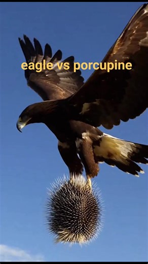 “Kekuatan Sang Raja Langit: Elang Membawa Mangsa ke Angkasa Biru”😲 | Iswandi Iswandi