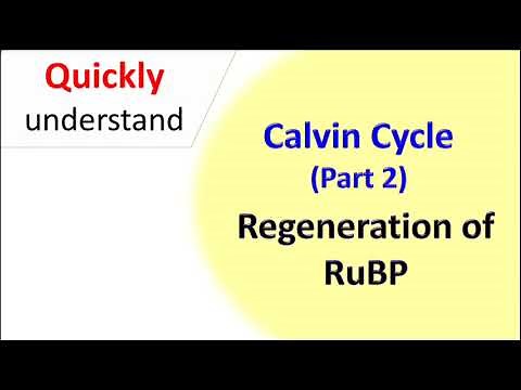 Calvin cycle (part 2) regeneration of RuBP