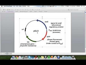 pGLO Plasmid Functions