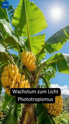 Warum ist die Banane krumm?