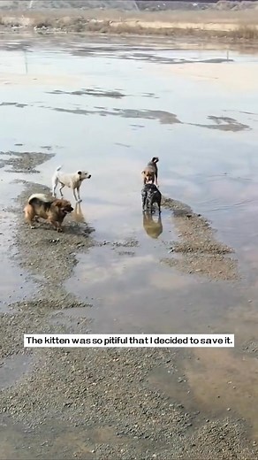 7K views · 246 reactions | i saw a cat being bullied by three dogs from a distance, I saved it and decided to adopt it. | Clips-Hub | Facebook