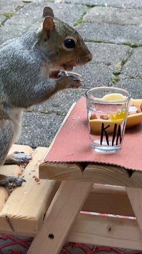 Have you seen a squirrel drinking water using a glass? 🤩🤩🤩🥰 | Kenzy’s Story