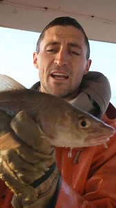 Cod Fish #maine #lobster #commercialfishing #seafood #interesting #strengthtest | Trends Hot News