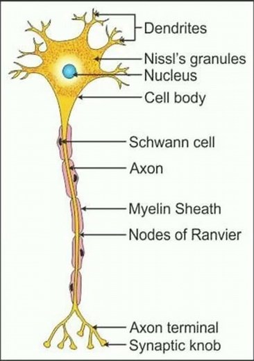 Nerve cell Diagram || Neuron system | Crucial‍ role in our body