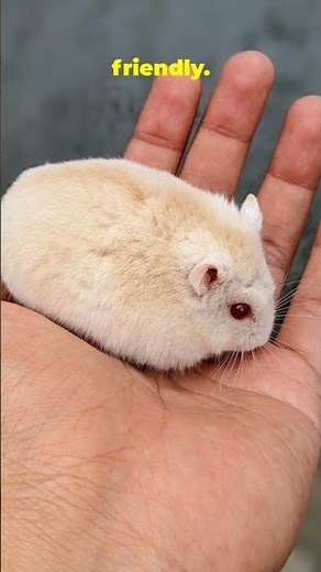 5 Easiest Hamsters to Start With (Quick Guide!)