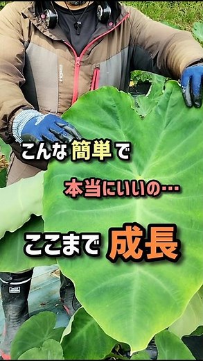[Taro Cultivation] Is It Really This Easy? Look How Much They’ve Grown