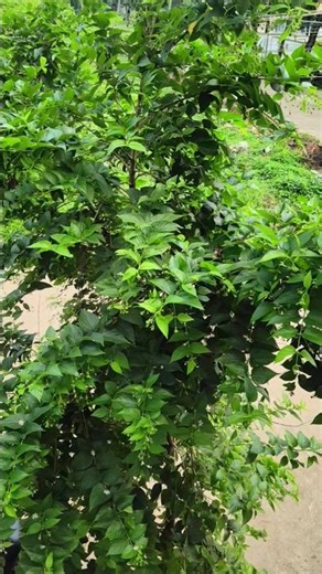 Parijatham -- Heavenly fragrance, divine beauty — bring home the Parijatham plant today. 🌼✨