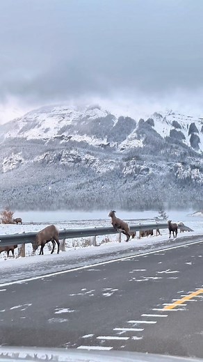 Alberta, Canada 🇨🇦 #AbrahamLake #DavidThompsonHighway #Highway11 #ClearwaterCounty #ExploreAlberta | Emerson Nieva
