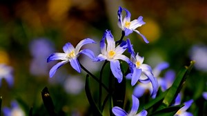 Flower, Blue Star, Blossom. Free Stock Video