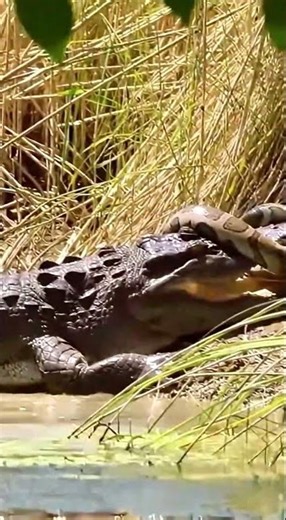 Crocodile Meets a Giant Python at the Lake… What Happens Next Is Wild! 🐊🐍 #shorts