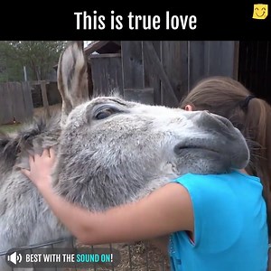 43K views · 1.5K reactions | Have you ever seen love like this? Please treat donkeys with kindness...they love like we do <3 (via Jukin Media) | Animal Watch | Facebook