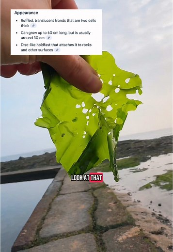 Discover Sea Lettuce: Foraging Tips and Recipes