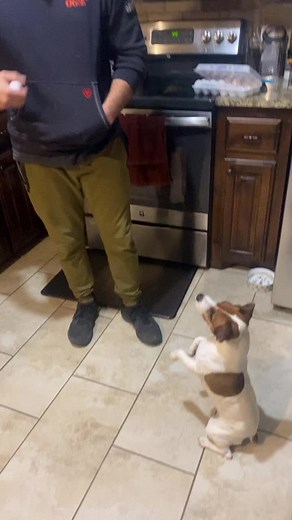 Beaded Hummingbird 505 on TikTok