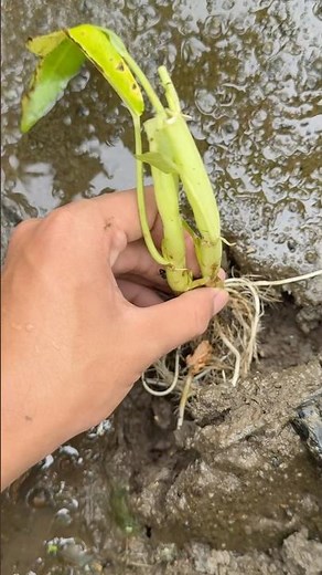Precision Planting: Mastering Aquatic Vegetable Cultivation #shorts