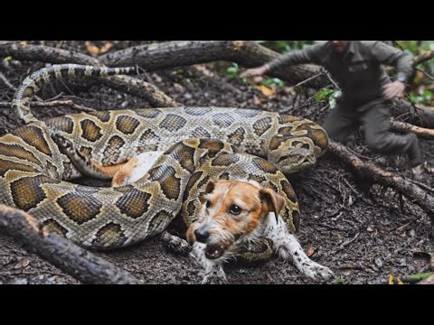 Dog Attacked by a Giant Python — Dramatic Rescue at the Last Moment