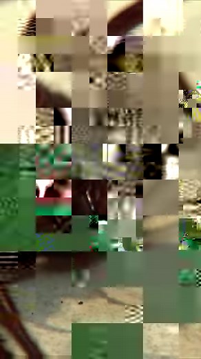 Milking the world's deadliest spider! 🕷 #funnelweb #reels #dangerousanimals #wildlifeoftimfaulkner #australiananimal #reelsviral #venom #deadlyanimals #australian #spiders #spiderbites | Untamed