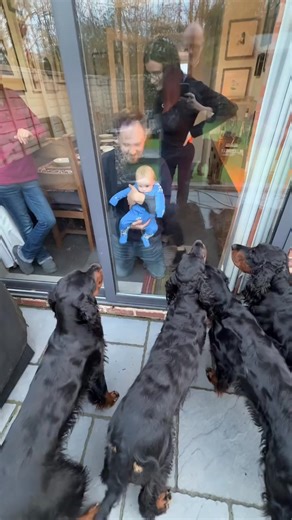 33K views · 903 reactions | Video From #Repost @stormysetter The girls have had their first glimpse of our Grandson. Paris seems very focused on him. #locksheathgordonsetters #grandson | Gordon Setter Lovers | Facebook
