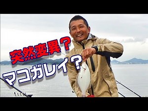 こんなマコガレイ見た事無い！？良型カレイ連発！！全員安打！？ 〖後編〗 【魚神の釣りいかれへんわ】