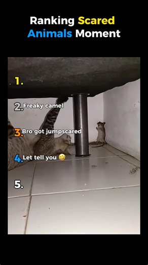 Ranking the funniest scared animals 😱