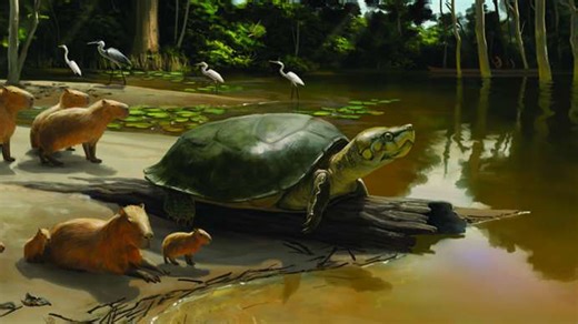 Sofa-sized turtle with 7 foot shell may have lived at same time as humans
