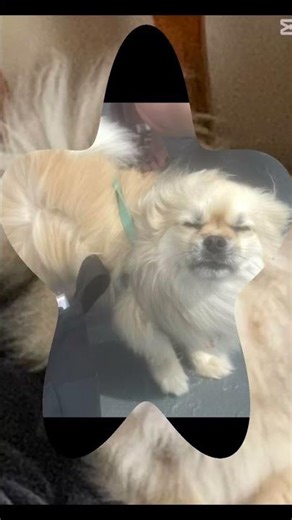 Loki Poki 🤩 #dog #pomeranian #puppy #cute