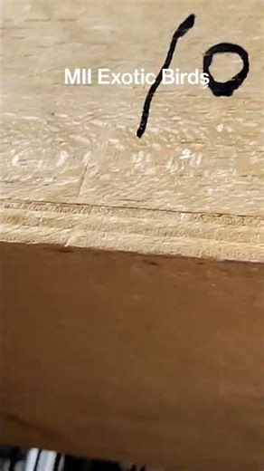 #Owl #Finches grey brown and fawn