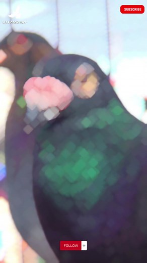 Understanding Black Racer Homers in Fancy Pigeon Breeding