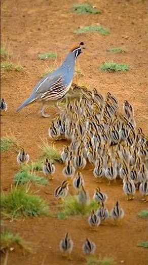 10 Rare Bird Sightings Captured in Stunning Detail