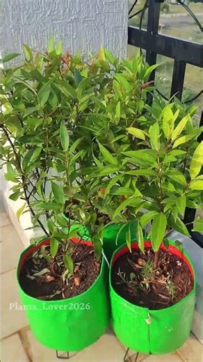 🌱 Low Maintenance Plant for Balcony | Must Try!