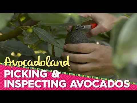 Avocadoland | Episode 2 | Avocados From Mexico