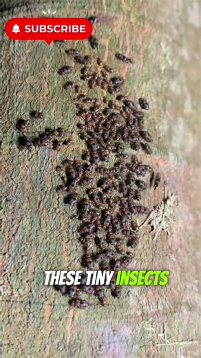 Bark Lice: The Tiny Insects That Clean Tree Bark