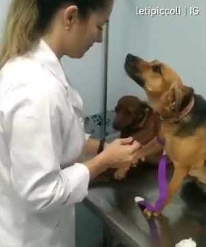 Dog lovingly stares at vet giving it injection