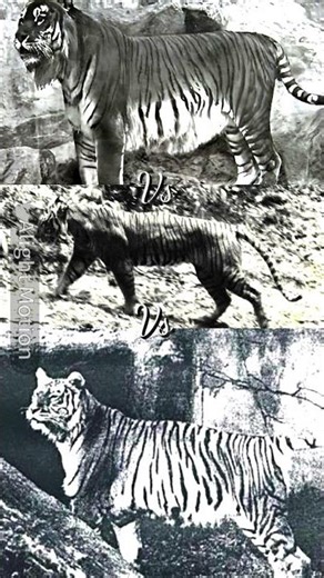 REQUESTED Bali tiger vs Javan tiger vs Caspian tiger