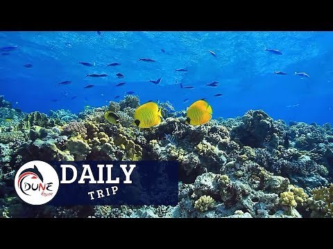Séjour plongée Egypte – Centre de plongée Dune Safaga