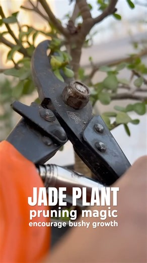 Jade plant pruning magic #jadeplant #gardening #pruning #jadeplantcare #plantcare #growplants #yt