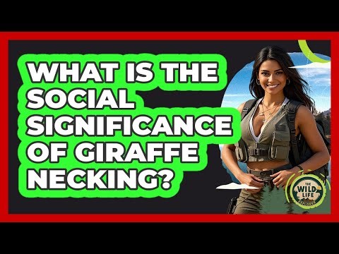 What Is The Social Significance Of Giraffe Necking? - The Wild Life Explorer