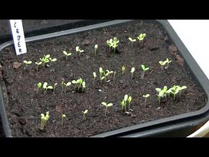 Iceberg Lettuce Seeds Emerging TimeLapse
